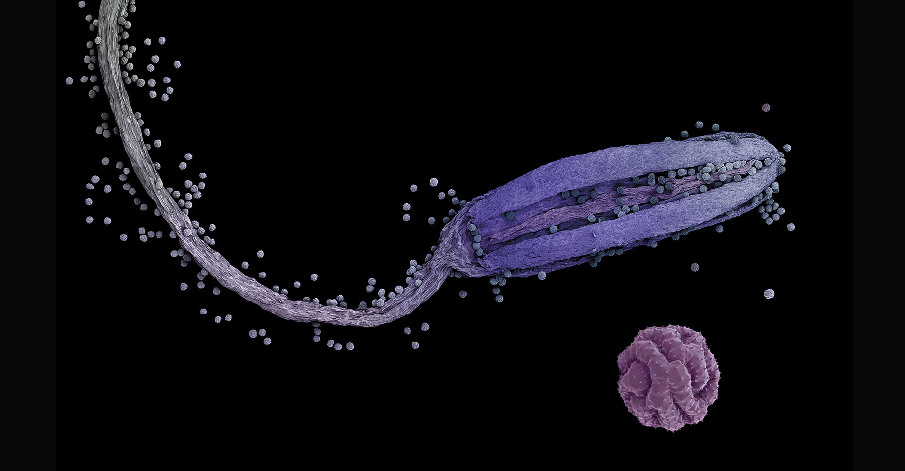 Cela ressemble aux premiers instants de la vie d'un être humain, la rencontre du spermatozoïde et de l'ovule, sauf qu'il s'agit là de l'anthère, la partie supérieure de l'étamine, et de son pollen, les organes de l'appareil reproducteur de l'Anemone hortensis, l'anémone des jardins qui fait partie de la famille des Ranunculaceae. Une petite plante, vénéneuse, qui s'épanouit dans le sud de la France et en Corse.Anthère et de pollen d'anémone des jardins. Anemone hortensis. © Rob Kesseler, tous droits réservés